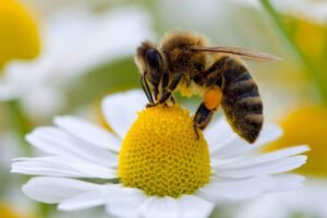 Rêver d’abeilles : ce que cela signifie