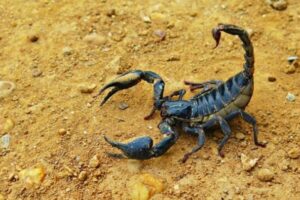 Ce que signifie rêver de scorpions et de scorpions