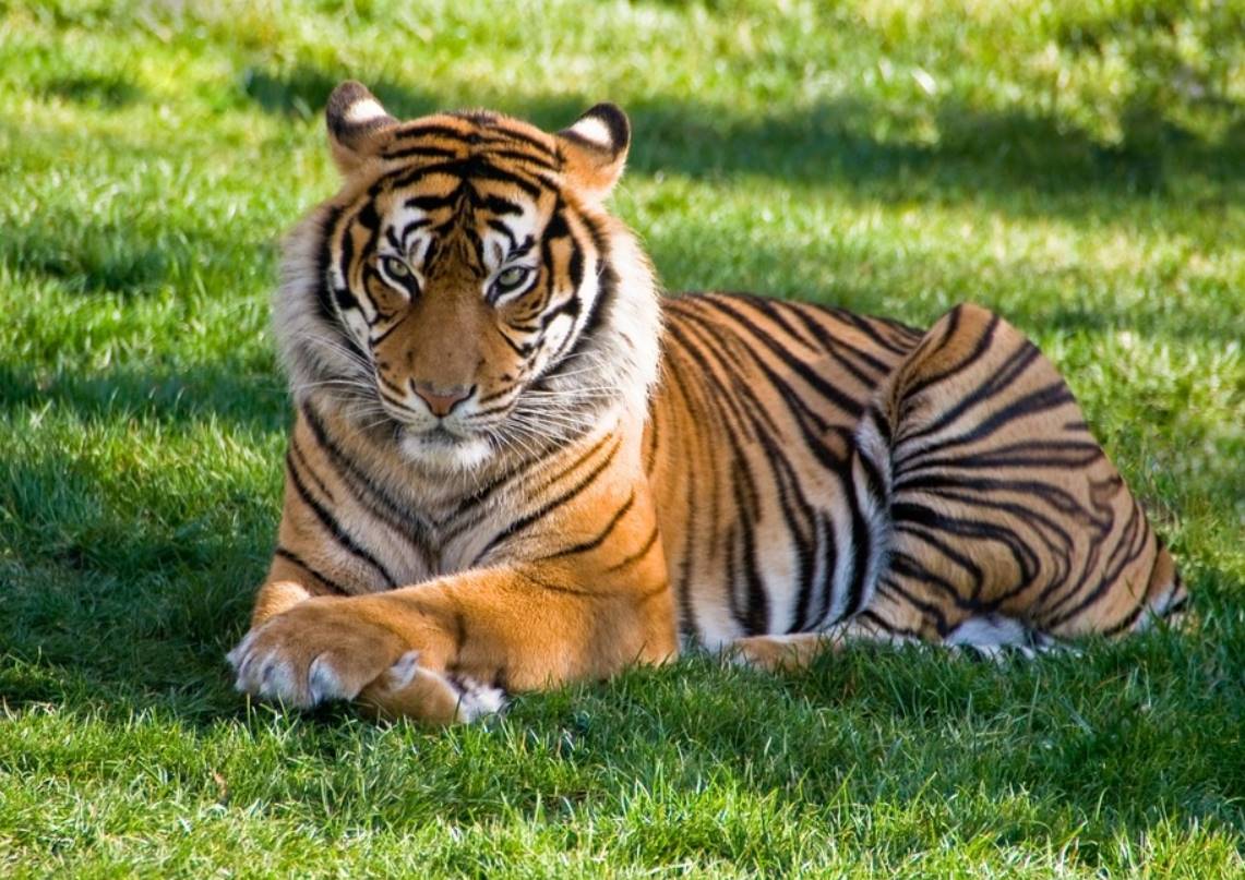 rêver de tigres