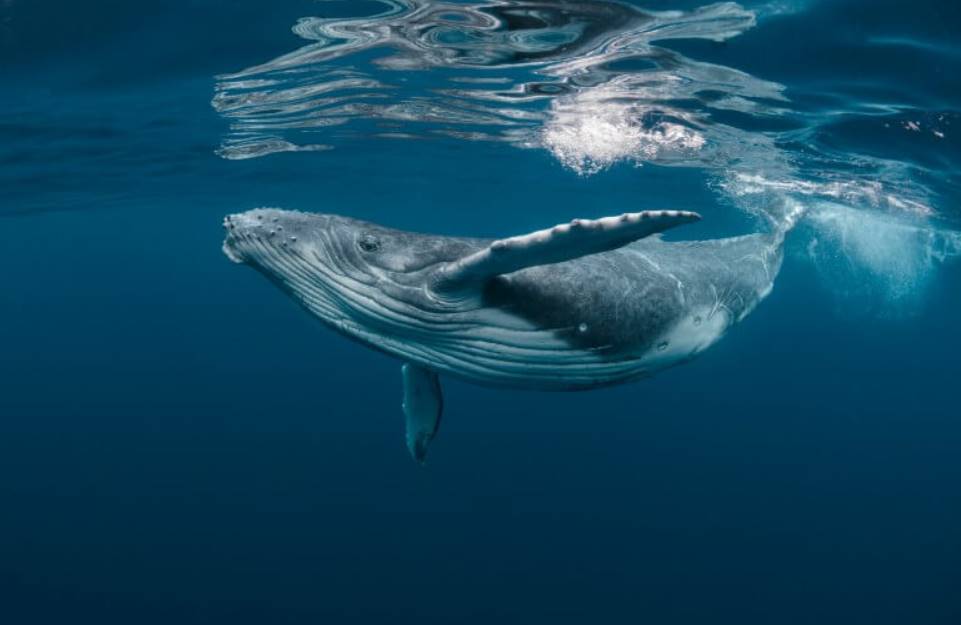 rÃªver dâ€™une baleine